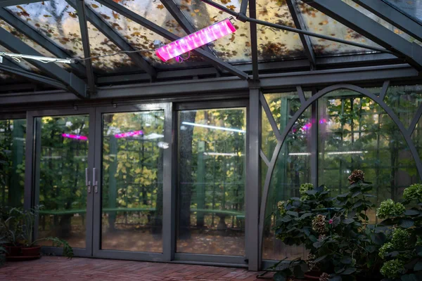 植物が太陽の代わりに成長する秋冬の時間の温室の庭のフィトロランプ Uvランプ 植物栽培コンセプトの人工照明 紫色のピンクのライト フラワー ガラス ハウス オレンジ — ストック写真
