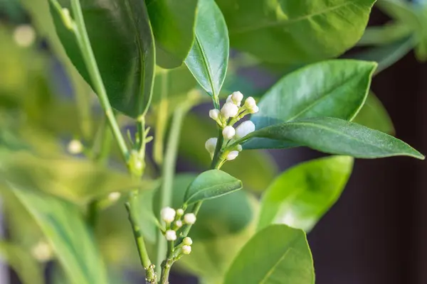 stock image Blooming citrus calamondin tree with bud and fragrant flowers. Ready to bloom houseplant Tangerine Mandarin at home closeup. Indoor gardening concept. 