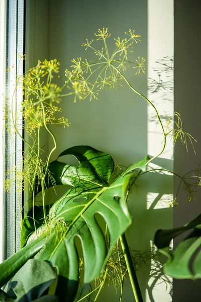 Monstera Houseplant Dill Herb Grow Windowsill Home Closeup Proximity Two — Stock Photo, Image