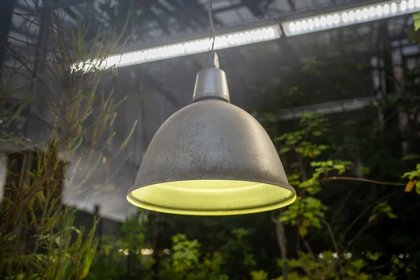 Lámparas Fito Antiguas Para Crecimiento Plantas Estación Fría Invernadero Iluminación — Foto de Stock