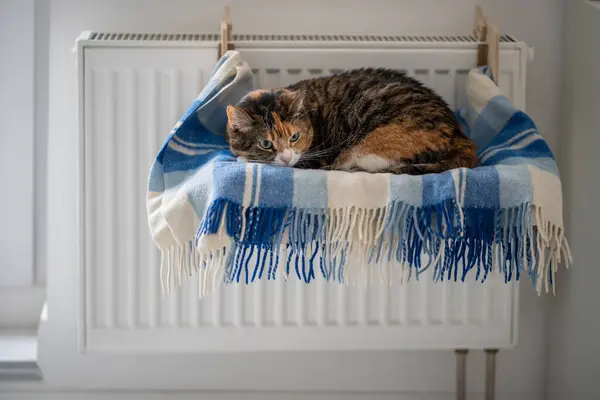 Chat Animal Compagnie Couché Sur Une Étagère Sur Plaid Doux — Photo