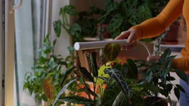 Femme Installant Lampe Rose Pourpre Led Pour Éclairage Supplémentaire Plante — Video