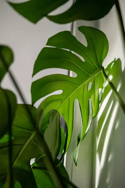 壁の光に落下する影と装飾的な常緑の家の植物モンステラの光沢のある穴があいた葉のクローズアップ 植物愛好家に人気のある薄い茎と分割葉のエキゾチックな熱帯フェロデンドロン — ストック写真