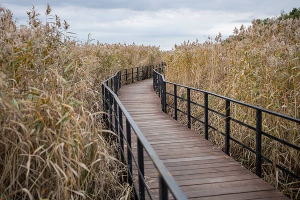 stock image Eco-trail made of planks among tall ears of corn. Equipped specially protected walking educational route over surface of coastal part of sea, bay, swamp in nature reserve in autumn season.