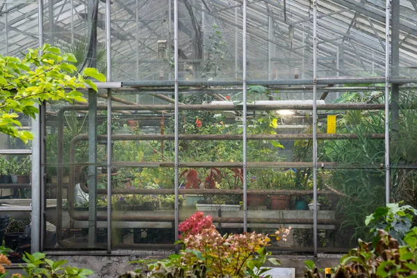 Portakalcılık Sera Bahçıvanlığı Için Tropikal Subtropikal Bitkiler Yetiştirmek Için Sera — Stok fotoğraf