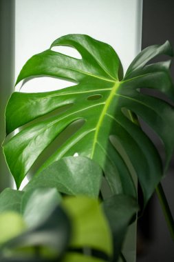 Dekoratif yeşil dekolteli ev bitkisinin parlak yaprağının kapanışı. Duvara düşen gölgeyle birlikte Canavar. İnce gövdeli ve ayrık yapraklı egzotik tropikal filodendron bitki severler arasında popülerdir.