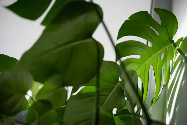 stock image Closeup of glossy perforated leaf of decorative evergreen houseplant Monstera with shadow falling in light on wall. Exotic tropical philodendron with thin stem and split leaves popular at plant lovers