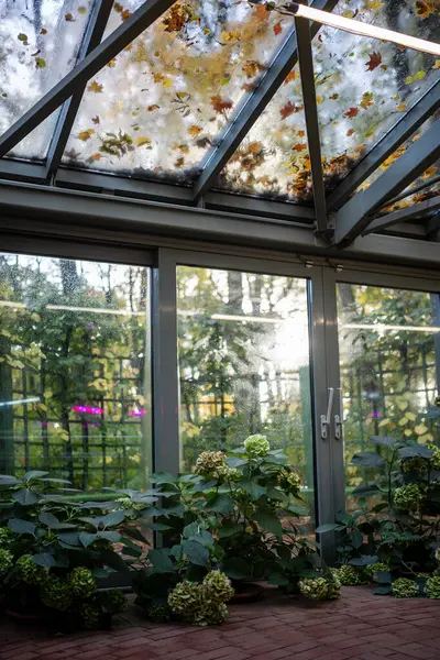 Greenhouse garden in autumn-winter time for plants. Plant cultivation concept. Glasshouse hothouse with warm climate inside. Botanical park with different types green flowers. Fallen leaves on roof.