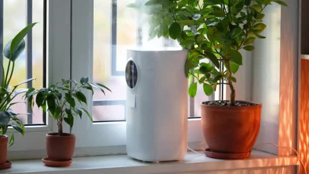窓に立っている人間工学的な加湿器は快適な植物の成長のための部屋の乾燥した空気を保湿します 空気清浄機 清浄機 フリーザー イオナイザー 蒸化器の機能を有する現代装置 — ストック動画