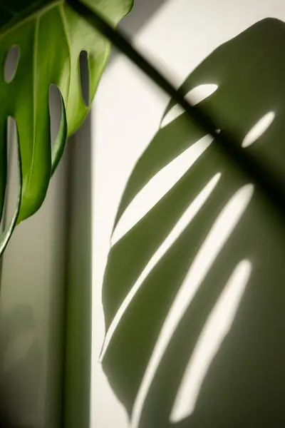Aesthetic sharp shadow of decorative evergreen houseplant Monstera falling in light on wall. Exotic tropical philodendron with thin stem and split glossy perforated leaves popular at plant lovers