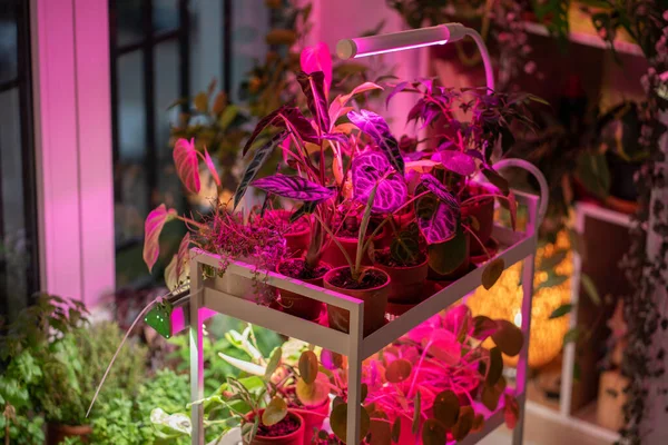自宅で植物ランプの下のカートに植え付け 実際の日光や日光の欠如を補う アパートの冬季の屋内植物の補足照明のためのLed紫色のピンク ランプ プラントケア — ストック写真