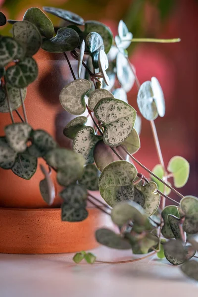 Ceropegia Woodii Houseplant Long Heart Shaped Leaves Terracotta Pot Closeup — Stock Photo, Image