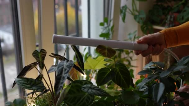 Bekapcsolja Fitólámpát Otthon Hogy Növényeket Termeszthessen Szobanövények Felett Hideg Időben — Stock videók