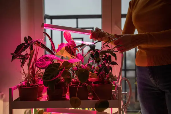 Женщина Устанавливает Светодиодную Фиолетовую Розовую Лампу Дополнительного Освещения Комнатного Растения — стоковое фото