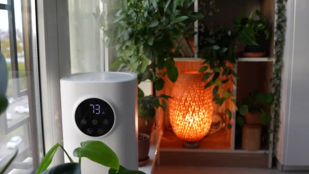 空气加湿器在房间 房子里保湿干燥的空气 用于改善住户 植物生活 营造舒适氛围 净化空气的现代超声波器具 — 图库视频影像