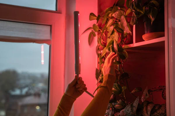 アパートの冬季の屋内植物の補足照明のためのLed紫色のピンク ランプを取付ける女性 自宅で植物ランプの下の植物の植物は 実際の日光と日光の欠如のために構成 — ストック写真
