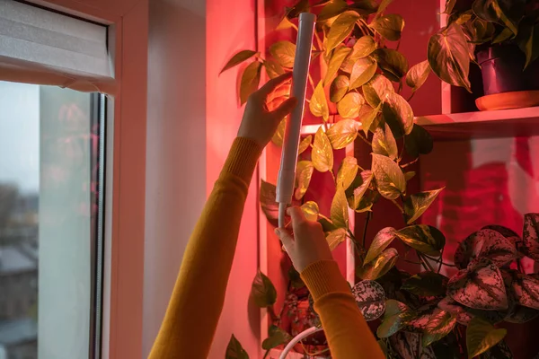 Kobieta Instalująca Led Fioletowe Różowe Lampy Dodatkowego Oświetlenia Wewnątrz Roślin — Zdjęcie stockowe