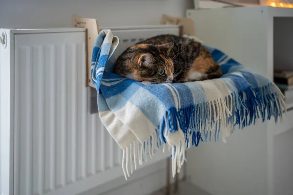 Современной Уютной Квартире Домашняя Кошка Лежит Мягком Диване Рядом Теплым — стоковое фото