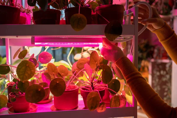 Donna Installare Artificiale Crescere Phyto Lampada Sopra Scaffale Nel Giardino — Foto Stock