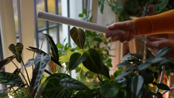Bekapcsolja Fitólámpát Otthon Hogy Növényeket Termeszthessen Szobanövények Felett Hideg Időben — Stock videók