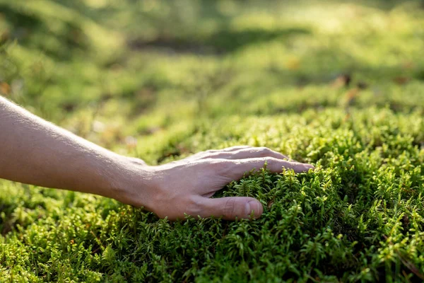 stock image Male hand touches green moss, illuminated by sun. Unity with nature, restoration of strength, energy, peace of mind from walks in forest, unhurriedness. Mental stability, pleasant pastime in fresh air