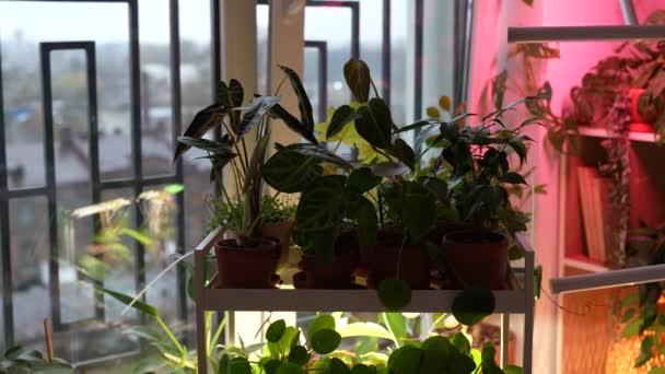 Žena Instalující Flexibilní Phyto Lampu Klipem Doma Pěstovat Rostliny Chladném — Stock video