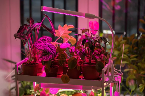 フィトロランプの閉鎖は 実際の日光と日光の欠如のために作り 自宅で植物を照らします アパートの冬の季節の家の植物の補足照明のためのLedの紫色ランプ プラントケア — ストック写真