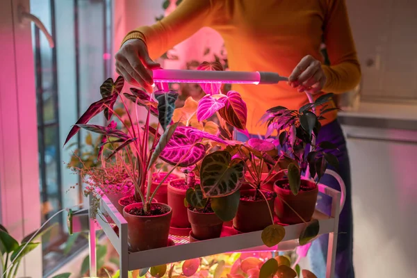 アパートの冬季の屋内植物の補足照明のためのLed紫色のピンク ランプを取付ける女性 自宅で人工照明植物ランプの下の植物は 日光の不足のために構成します — ストック写真