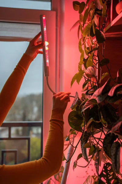 Woman Installing Phyto Lamp Home Grow Plants Winter Time Hand — Stock Photo, Image