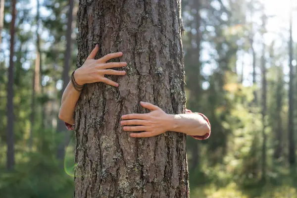 Hands Embrace Trees Forest Feels Natural Energy Ecology Concept Nature — Stock Photo, Image
