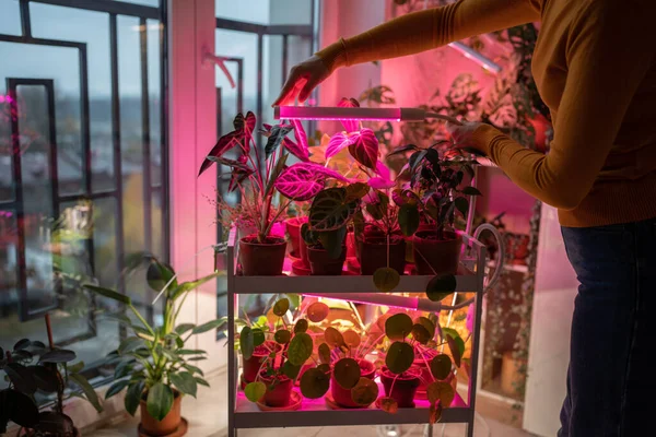 自宅に植物ランプを設置して 寒い時期に植物の上に植物を育てる女性 ポット栽培の花のための光の光が当たる紫色光の写真ランプ 冬のガーデン Uvランプ人工照明 — ストック写真