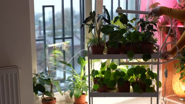 自宅でクリップで柔軟な植物ランプを設置し 寒い時期に家具を栽培しています 鍋の植物のための光ライトが付いている紫色のライト フォト ランプ 人工照明冬の庭栽培 — ストック動画