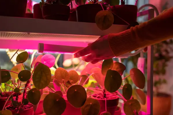 Mujer Instalar Artificial Crecer Phyto Lámpara Por Encima Estante Jardín —  Fotos de Stock