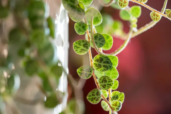 明るい光で照らされた自宅の花の鍋にカメのトレーリングハウスプラントのペペーパーハイライトのストリングのクローズアップ 気取らない植物 趣味のコンセプト 選択的なソフトフォーカス — ストック写真