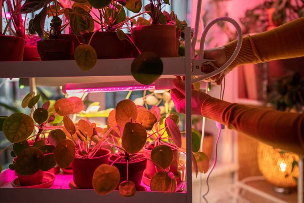 妇女在家中安装带有夹子的柔性植物灯 以便在寒冷的时候种植室内植物 紫光灯 有彩灯 供盆栽植物用 人工照明冬季花园种植 — 图库照片