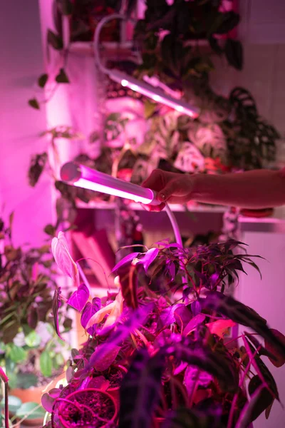 Lámpara Led Color Rosa Púrpura Para Iluminación Suplementaria Plantas Interior —  Fotos de Stock