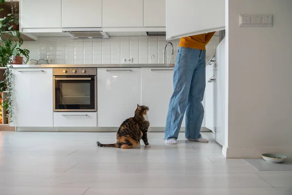 Domácí Kočka Prosí Jídlo Ledničky Sedí Podlaze Kuchyni Doma Dívá — Stock fotografie