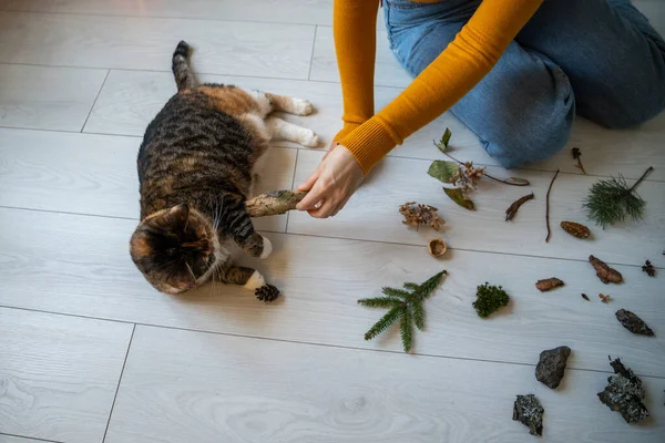 Meraklı Kedi Ağaç Kabuğu Kokluyor Evde Çiçekler Var Bakıcı Hayvan — Stok fotoğraf