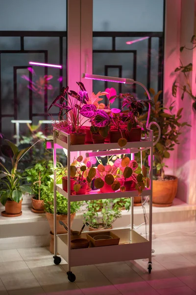 Zimmerpflanze Auf Wagen Unter Phytolampe Hause Den Mangel Echtem Tageslicht — Stockfoto