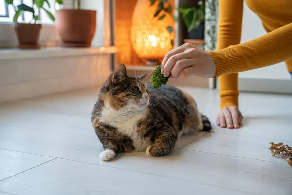 Evde Yerde Yatan Yosunları Koklayan Meraklı Kedi Bakıcı Sahibi Kedi — Stok fotoğraf