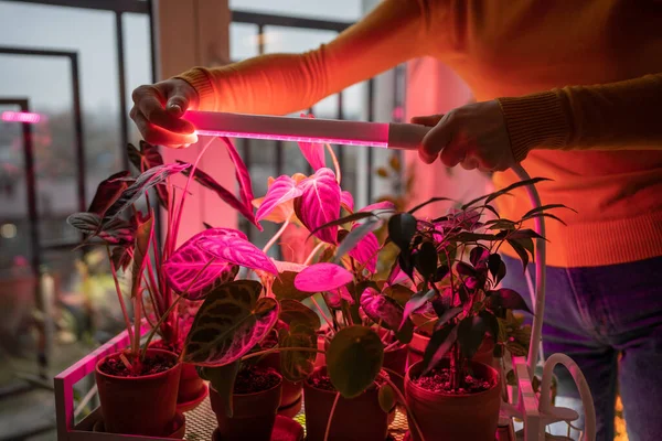 Женщина Устанавливает Фитолампу Дома Выращивать Растения Над Комнатными Растениями Холодное — стоковое фото
