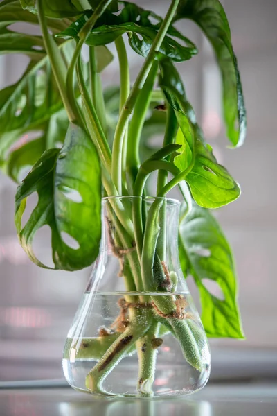 Transplantation and propagation of plants. Closeup of sprout houseplant Monstera monkey mask Adansonii in glass vase, stem cuttings in water illuminated by bright light, soft focus. Home gardening.