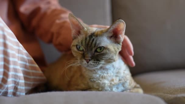 Şirin Gevşetici Sevimli Kedi Devon Rex Gözlerini Kapatması Neredeyse Uykulu — Stok video