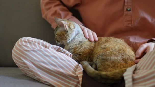 Kedileri Severim Kadın Evdeki Kanepede Devon Rex Okşuyor Kız Bacak — Stok video