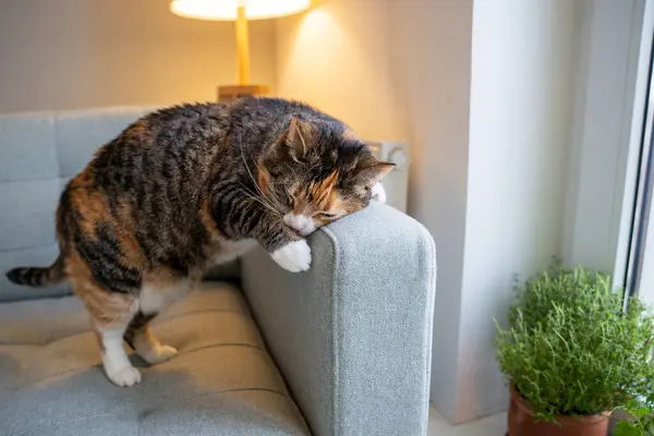 Adult cat rubbing against sofa, spraying scent from special glands with hormones, pheromones to mark territory boundary. Social behavior, domination, genetic instincts of domestic animals at home