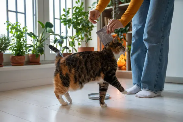 Γουργουρίζοντας Μαλλιαρή Πεινασμένη Γάτα Που Περπατάει Γύρω Από Πόδια Του — Φωτογραφία Αρχείου