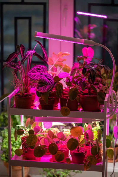フィトロランプの閉鎖は 実際の日光と日光の欠如のために作り 自宅で植物を照らします アパートの冬の季節の家の植物の補足照明のためのLedの紫色ランプ プラントケア — ストック写真