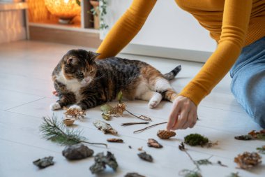 Old cat lying next to pet owner, looking at natural objects, moss, leaf, twig, stone brought from park, used for stimulation of pet cognitive functions, brain, mental activity, dementia prevention  clipart