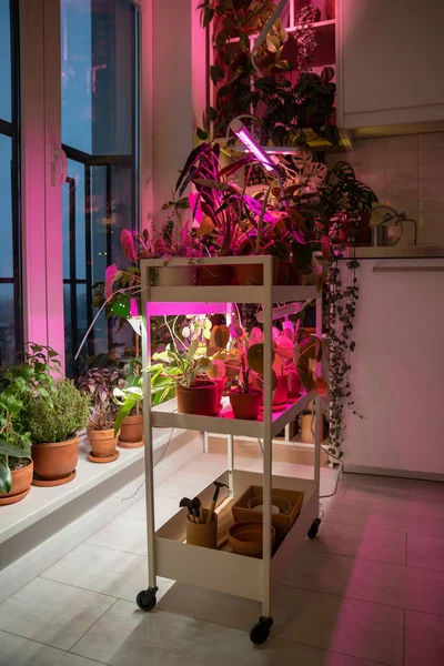 自宅で植物ランプの下のカートに植え付け 実際の日光や日光の欠如を補う アパートの冬季の屋内植物の補足照明のためのLed紫色のピンク ランプ プラントケア — ストック写真