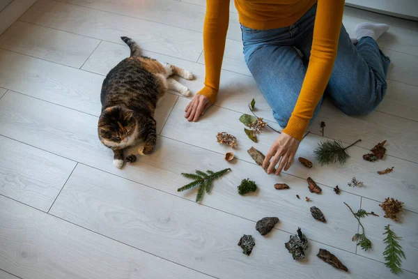 Cat lying next to pet owner. Natural objects for stimulation, training, enrichment of mental activity, slowing progression of aging changes,diseases spread on floor. Prevention of cat dementia concept